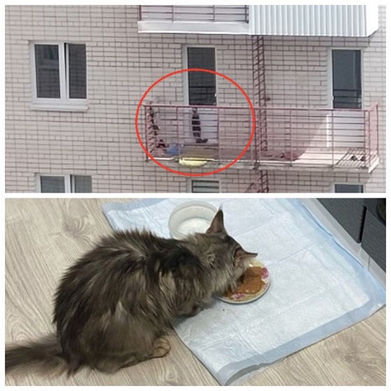 В Смоленске три кота оказались заперты в квартире, а один на балконе  