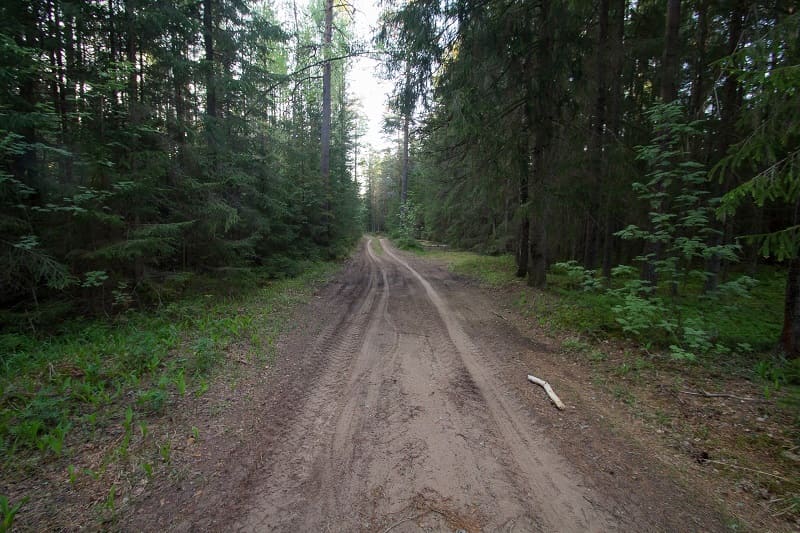 В лесополосе под Смоленском обнаружили тело повешенного молодого человека