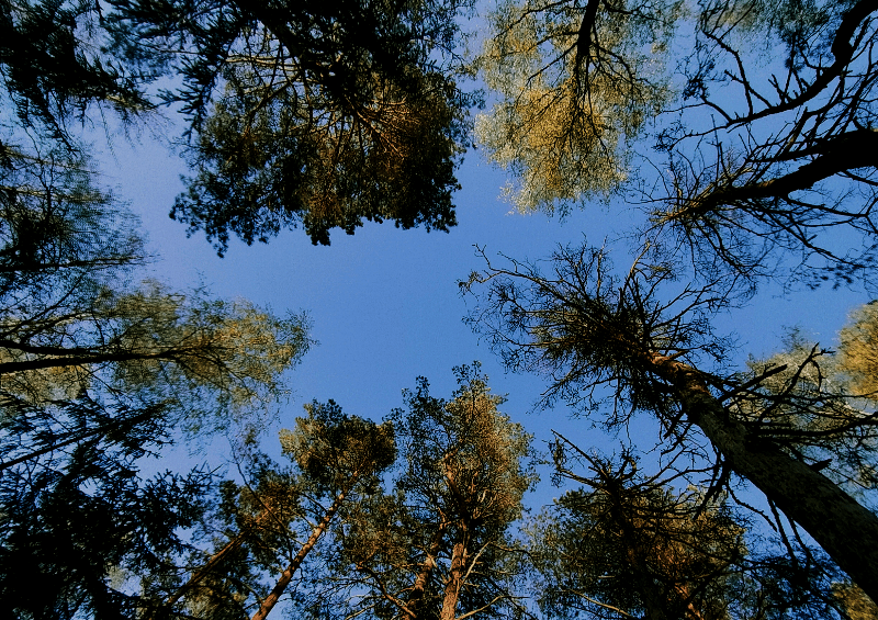 В Смоленской области возбудили дело за незаконную вырубку около 100 хвойных деревьев