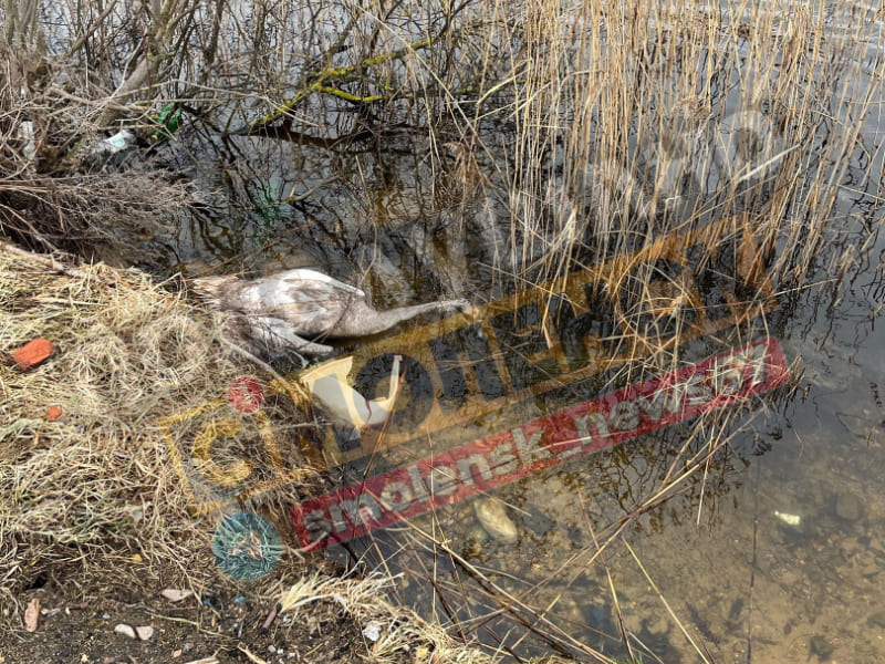Смоляне обнаружили труп лебедя в озере возле ТЭЦ 2