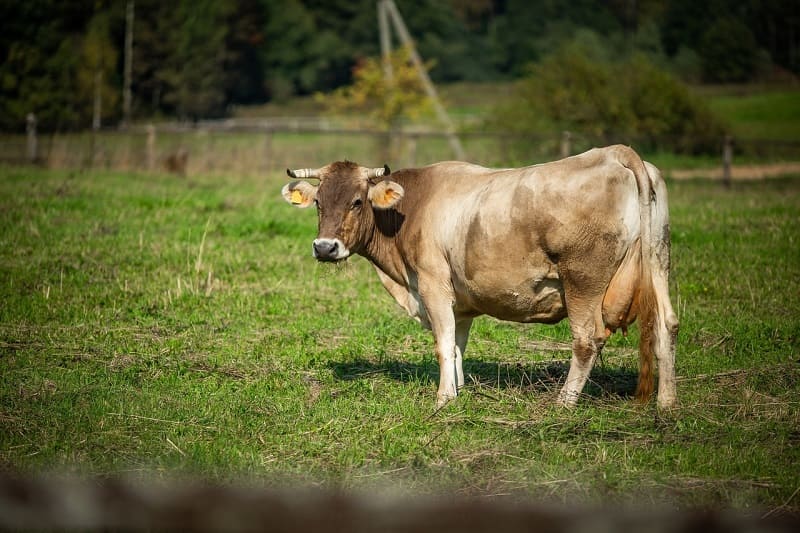 Суд в Смоленской области обязал хозяина лейкозных коров избавиться от них