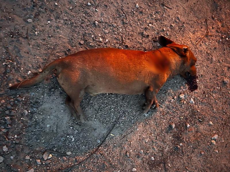 Соцсети: в смоленском райцентре неизвестный живодер застрелил собаку