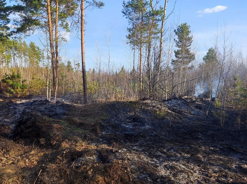 В Смоленской области обнаружили очередной лесной пожар