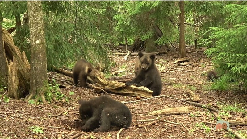 Как живет тройня медвежат из Смоленской области 