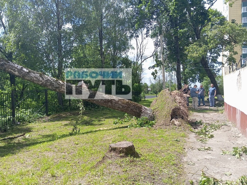 Ураган «Эдгар» повалил в Смоленске более 100 деревьев