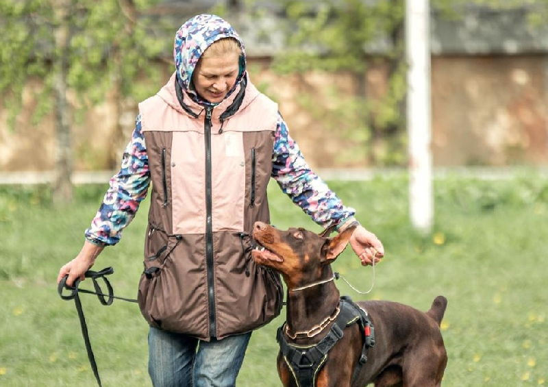 Общественники предлагают ввести в Смоленской области регистрацию домашних животных