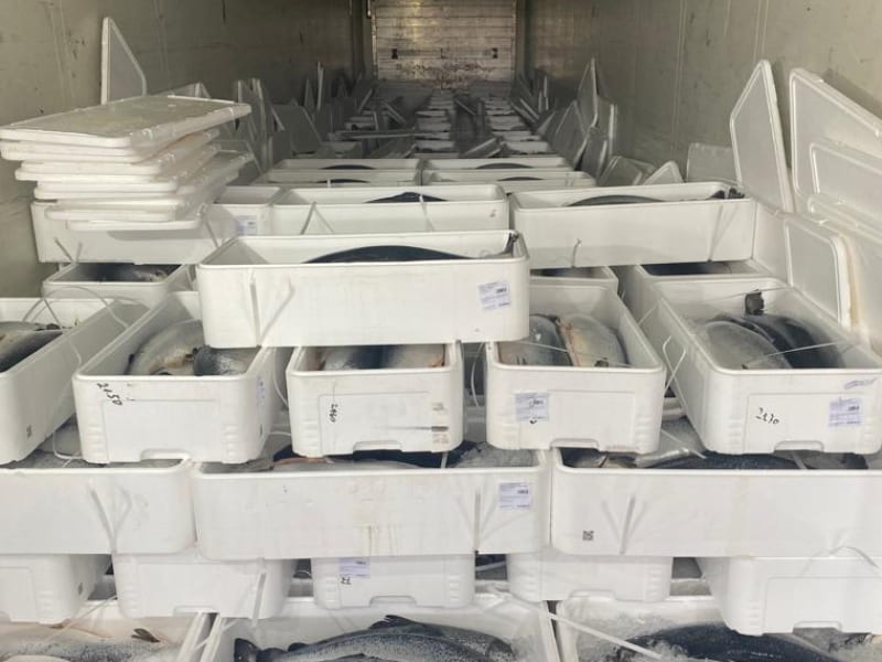 На Смоленщину не впустили более 16 тонн форели по поддельным документам