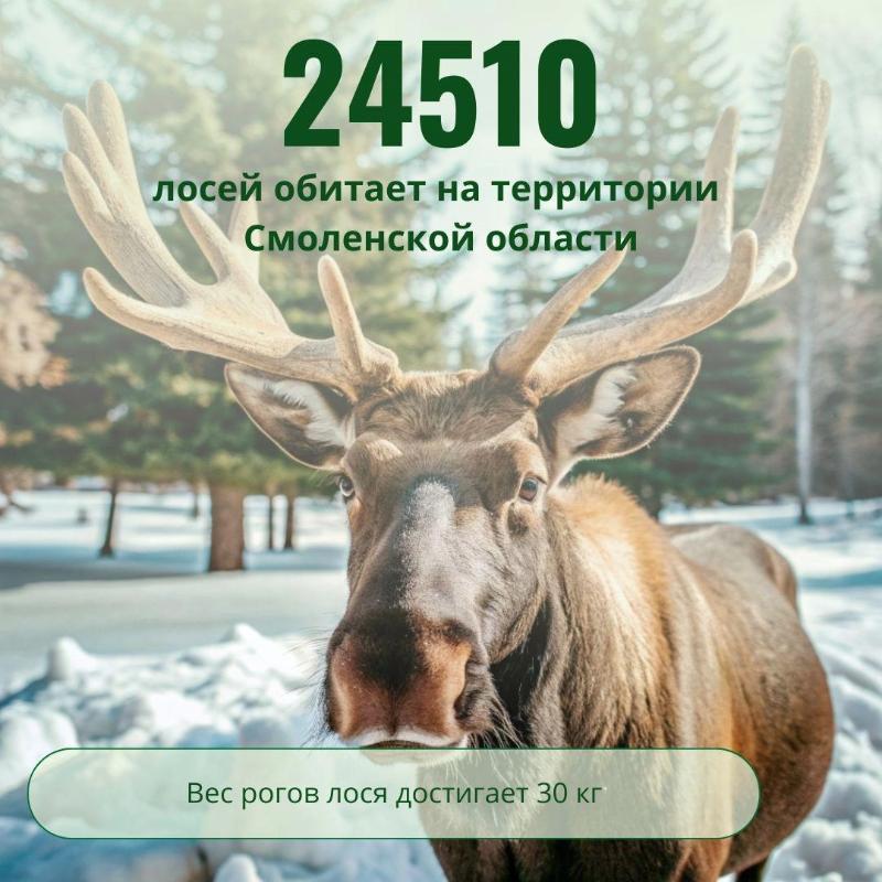 В Смоленской области обитает 24 510 лосей
