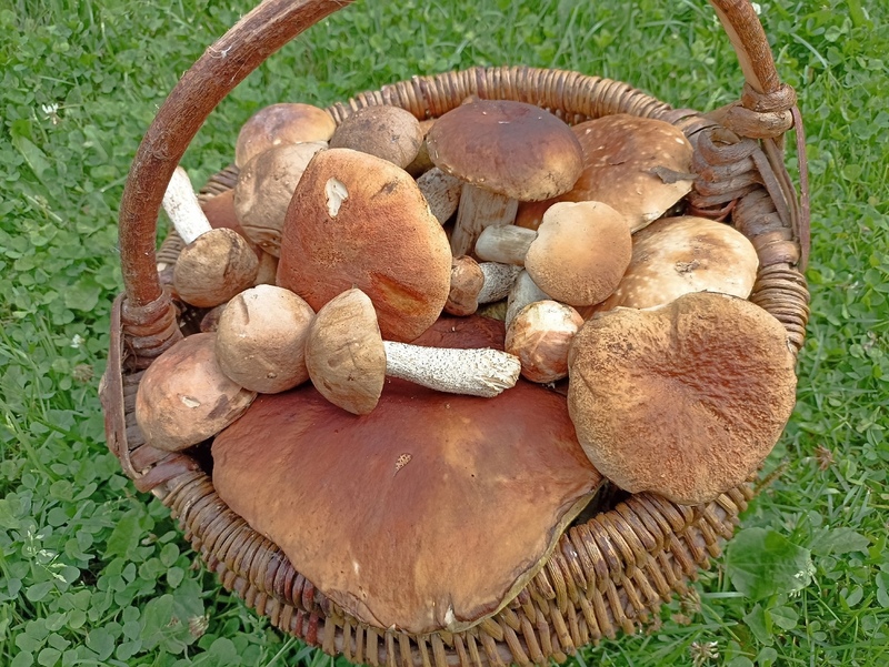 За грибами сюда: самые грибные места Смоленской области