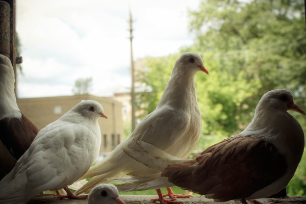 Как построить голубятни для голубей своими руками: фото и видео