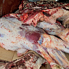 В Смоленской области задержали почти 6 тонн незаконной говядины