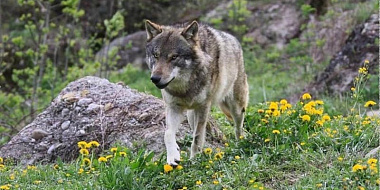 Смолян предупреждают о выходах волков в населенные пункты 