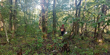 В Смоленской области пропала женщина, ушедшая за грибами