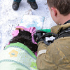 «Спасли хозяйку и котика». Женщина госпитализирована после пожара в Смоленске