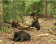 Как живет тройня медвежат из Смоленской области 