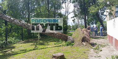 Ураган «Эдгар» повалил в Смоленске более 100 деревьев