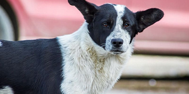 В Смоленске приют для собак нуждается в помощи