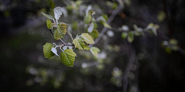 «Весна берет паузу»: с понедельника Смоленскую область накроют заморозки 